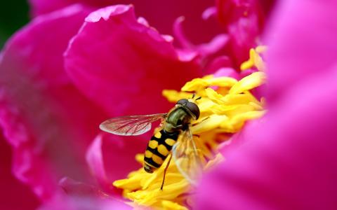 Bee & Flower in HD HD wallpaper
