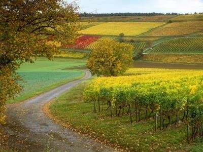 美丽的大自然，法国农业美丽的色彩农场场葡萄景观漂亮的种植园高清壁纸