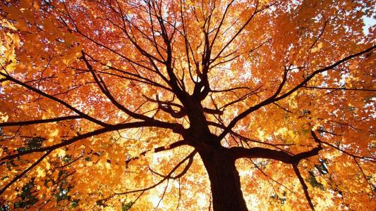 ***美丽的秋天树壁纸