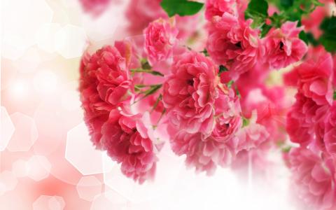粉红色的康乃馨鲜花壁纸的特写镜头
