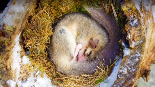 一只熟睡中的睡鼠,法国阿尔萨斯