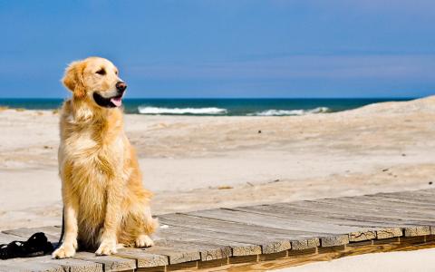 等待海滩壁纸的狗