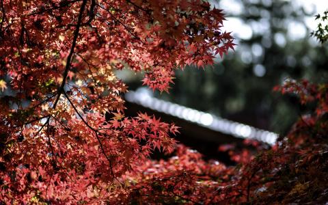 槭树，红叶，散景壁纸
