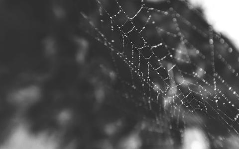 蜘蛛网Web绿色BW高清壁纸