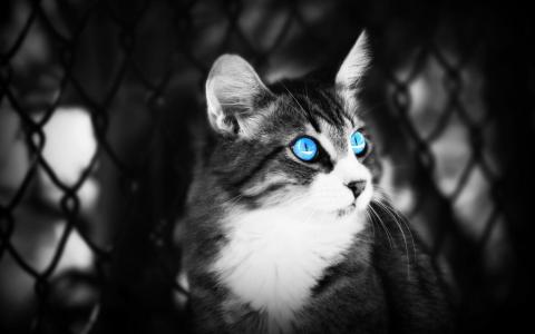 猫与蓝眼睛$壁纸