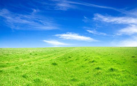 绿草蓝色天空壁纸