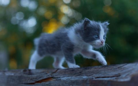 可爱的小猫宝贝，毛茸茸的，行走壁纸