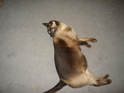 塞巴斯蒂安海豹点动物猫宠物暹罗高清壁纸