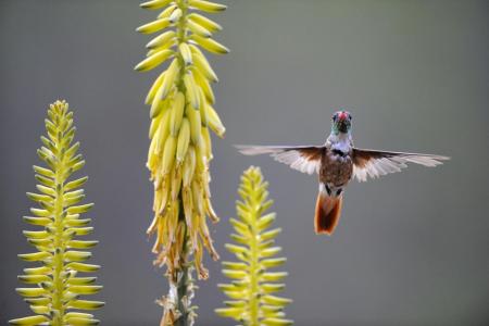 amazilia蜂鸟喂食龙舌兰秘鲁花壁纸
