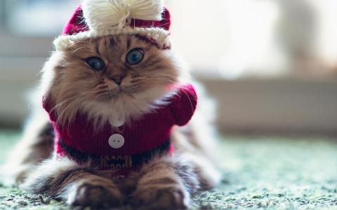 假期圣诞节季节性猫可爱的高分辨率壁纸