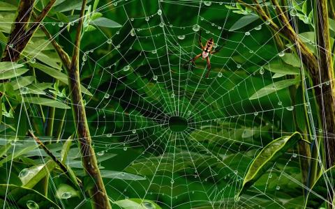 昆虫，蜘蛛网，绿叶，水滴壁纸