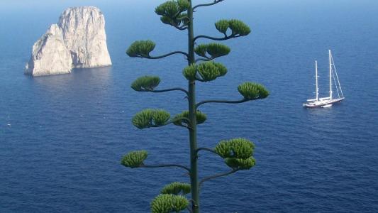 惊人的树俯瞰岩石在海上的小船壁纸