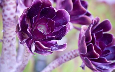 可爱的深紫色的花朵壁纸