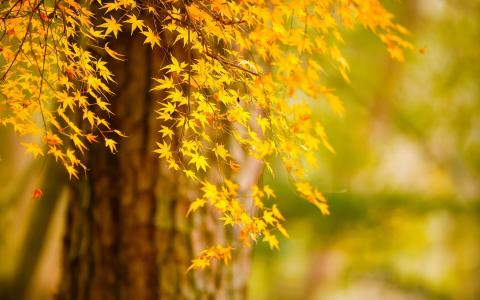 秋天的树黄叶，自然风光壁纸