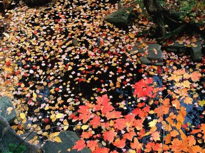 叶在水秋浮动水路高清壁纸