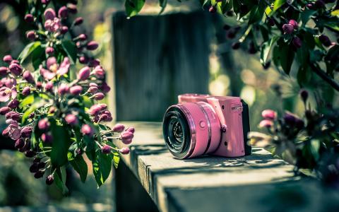 尼康相机，粉色，花卉壁纸