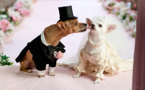 狗婚姻高清壁纸