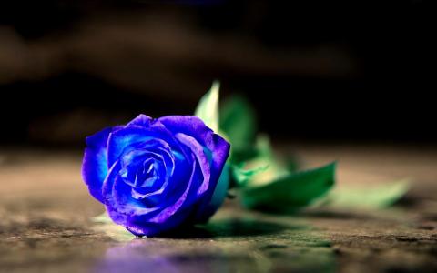 在地板上的蓝色玫瑰壁纸