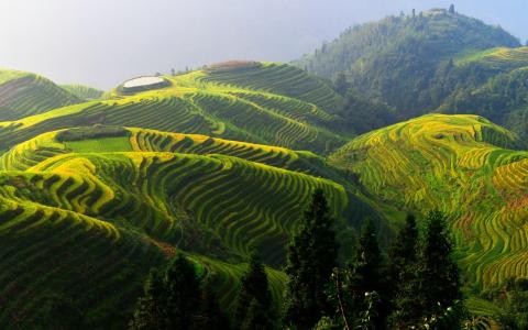 龙脊梯田，中国美丽的乡村壁纸