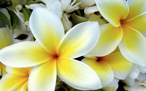 热带白色和黄色花朵壁纸
