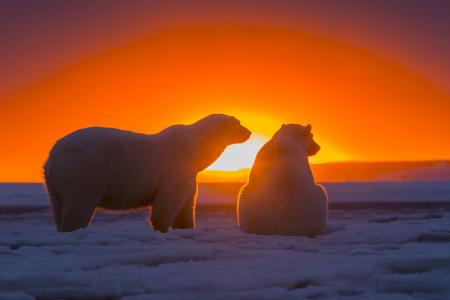 北极熊，日落，南极洲壁纸