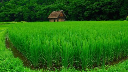 美丽的绿色稻田壁纸