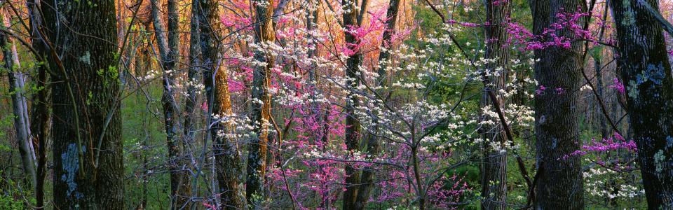 仙南渡国家公园，花卉，树木，Virginia、美国壁纸