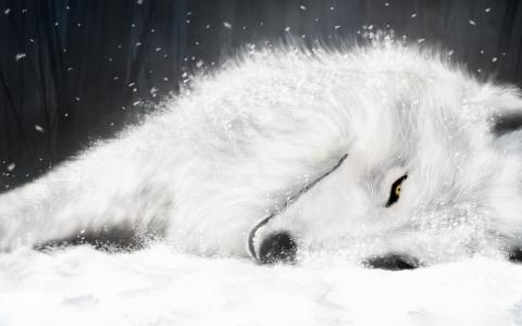 白色的狐狸在ICE壁纸