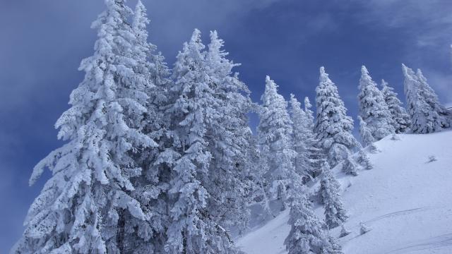 冬季雪松雪景图片