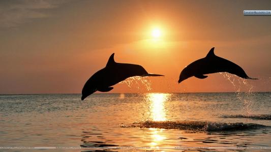 宽吻海豚跳跃在森塞特、洪都拉斯壁纸