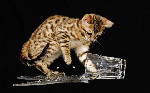 猫洒在花瓶里的水壁纸