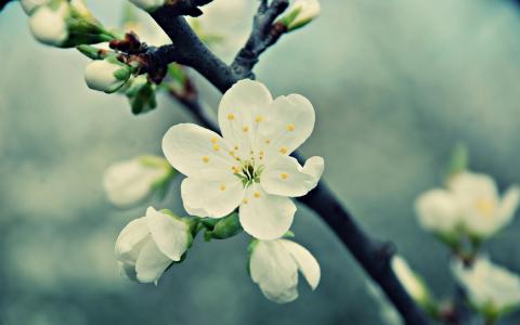 白樱桃花，春天，盛开，花瓣壁纸