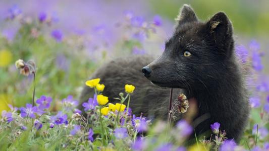 黑北极狐，植物，花卉，草壁纸