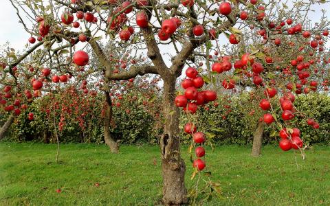 秋季红苹果壁纸