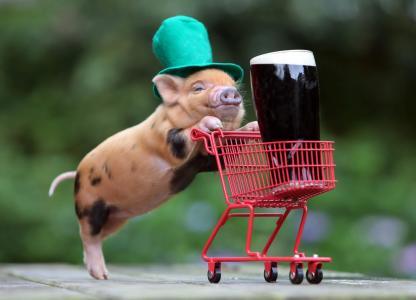 猪，饮料，购物，帽子壁纸