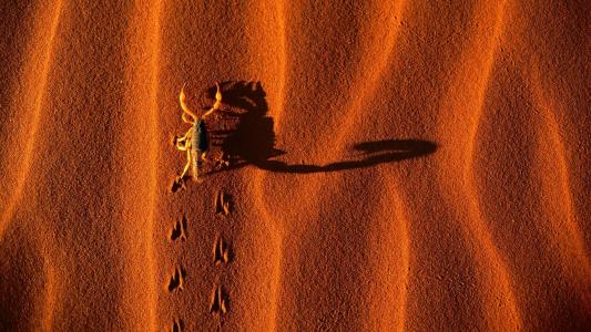 尼斯天蝎座在沙漠壁纸