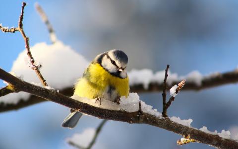 鸟类摄影，山雀，树枝，冬季雪壁纸