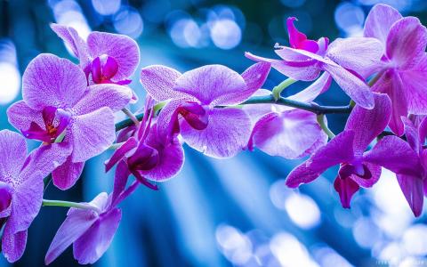 紫罗兰色兰花花壁纸