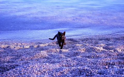 可爱的黑色小猫在海滩壁纸
