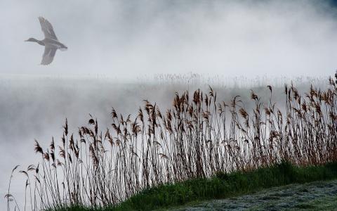芦苇，湖，雾，鸭飞壁纸