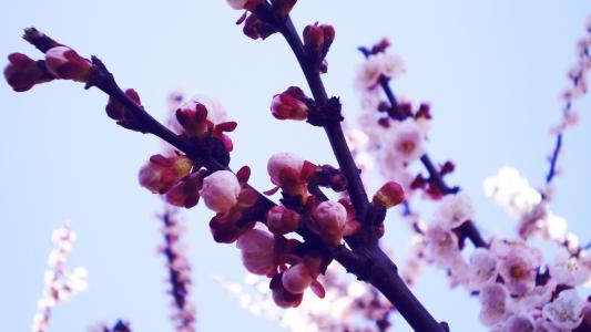 樱桃花，芽，花瓣，春天，树枝壁纸