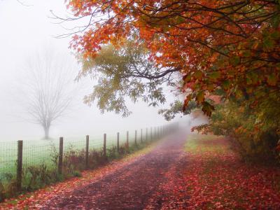 薄雾的秋天壁纸