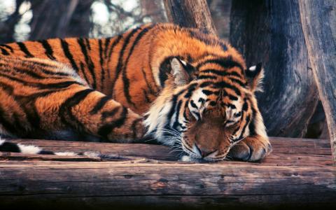 老虎睡觉，木材，树木的壁纸
