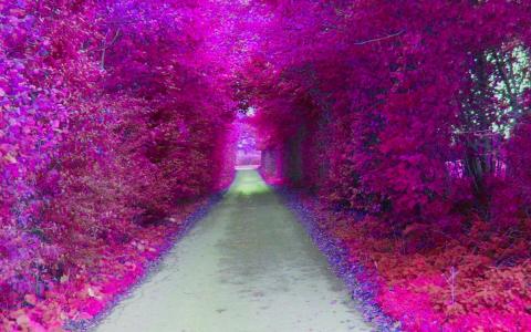 紫色隧道壁纸
