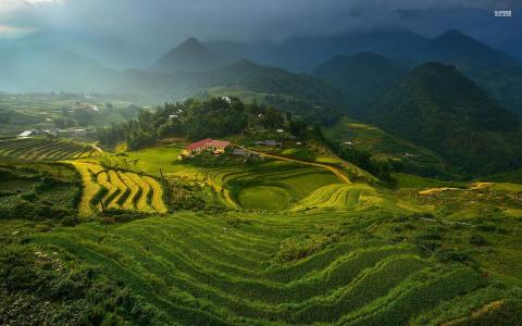 Rice Terraces在越南壁纸