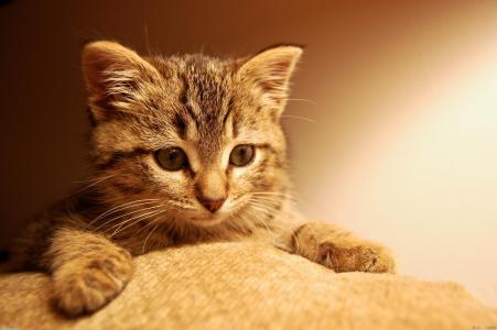 小猫试图爬上沙发壁纸