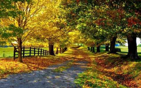 自然秋天，黄叶，树木，路，篱笆壁纸