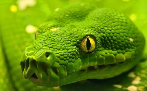 绿色翡翠蟒蛇蛇壁纸
