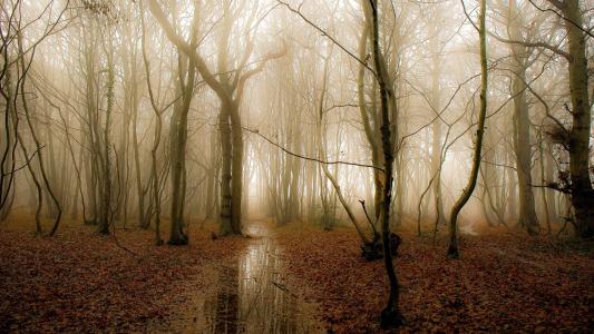 早晨的森林，树木，雾，水，秋天的壁纸
