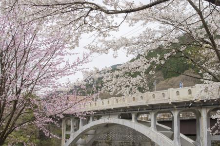 Waratase桥和樱花免费照片
